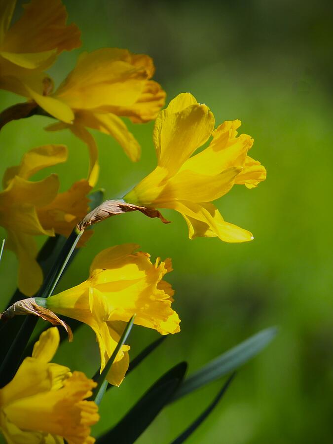 Flower Photograph - Daffodils Singing by Kerstin Epifanio