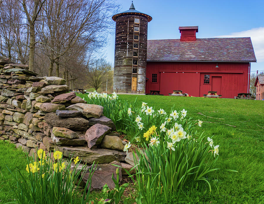daffodils springtime on Vermont farm Photograph by Ann Moore