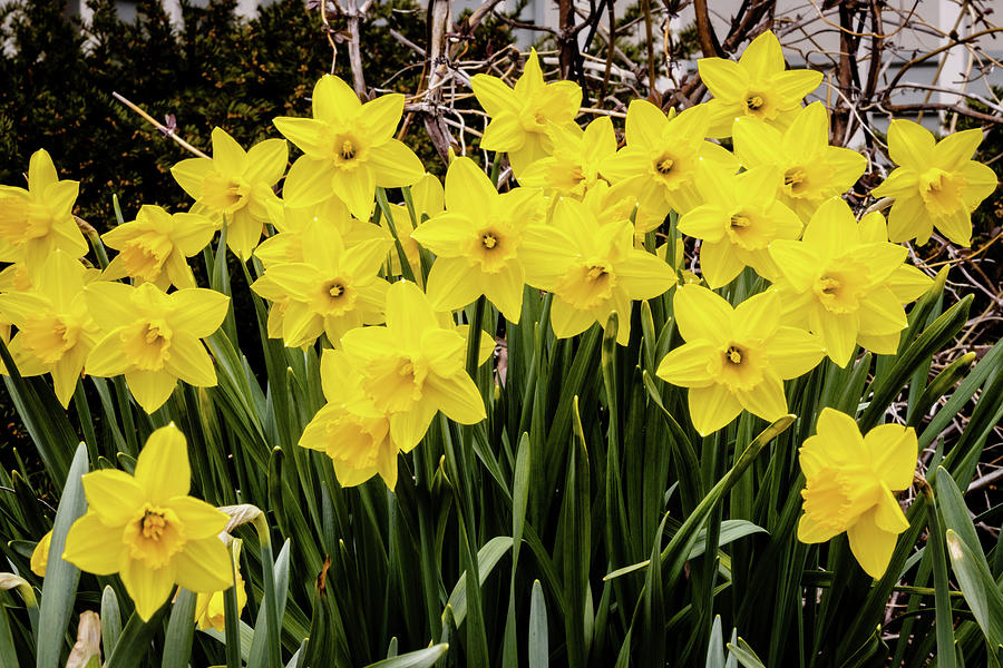 Daffodils Stand Together Photograph by Craig A Walker