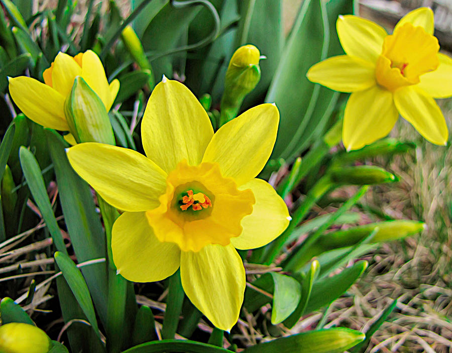 Daffodils  Photograph by Susan Hope Finley