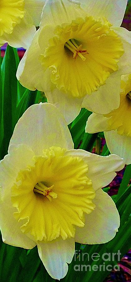 Daffodils Digital Art by Tammy Keyes