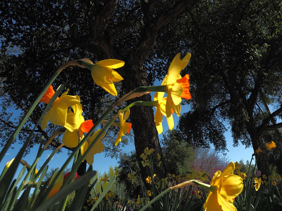 Daffodils Yellow and Orange Photograph by Richard Thomas