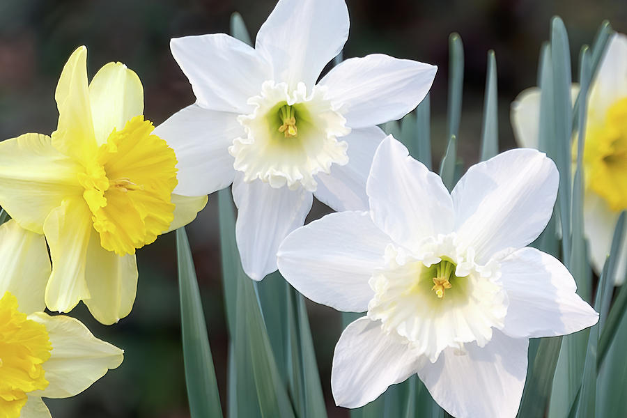 Daffodils Yellow and White Photograph by John Kirkland