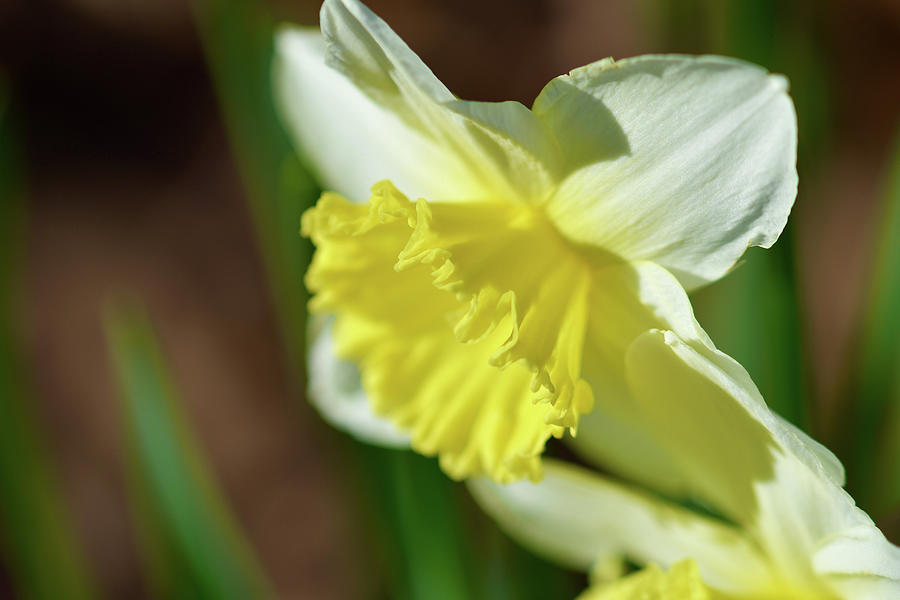 Daffy Photograph By Deb Swaney Jones Fine Art America