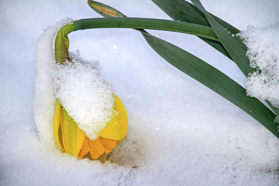Daffy in the Snow Photograph by Donna Kennedy