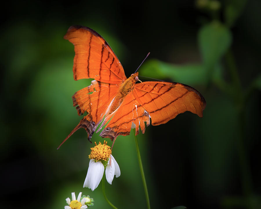 Daggerwing Butterfly on Wildflower Photograph by Mark Andrew Thomas