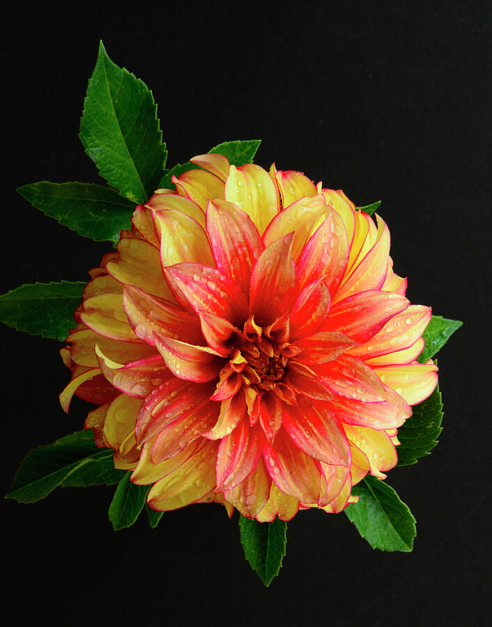 Dahlia - 1513 Photograph by Paul W Faust - Impressions of Light