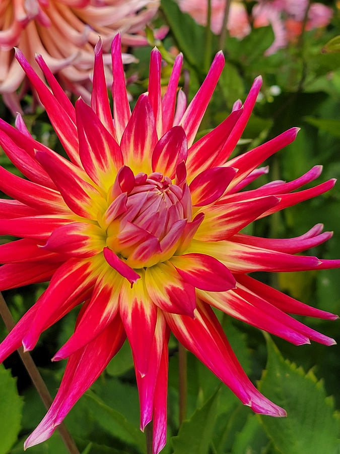 Dahlia 2 Photograph By Joe Castillo - Fine Art America