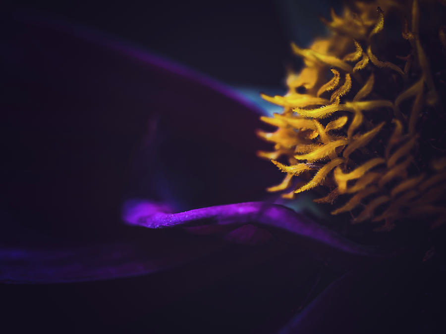Dahlia #3 Photograph by Ada Weyland