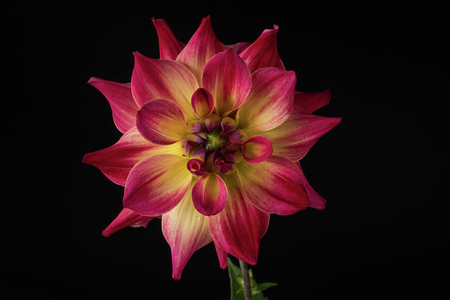 Dahlia 'AC Rosebud' Photograph by Bill Pusztai