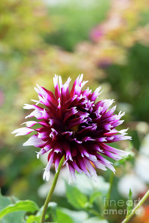 Dahlia Alauna Clair Obscur Flower Photograph by Tim Gainey