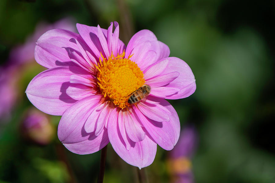 Dahlia and Bee Photograph by Teresa Wilson