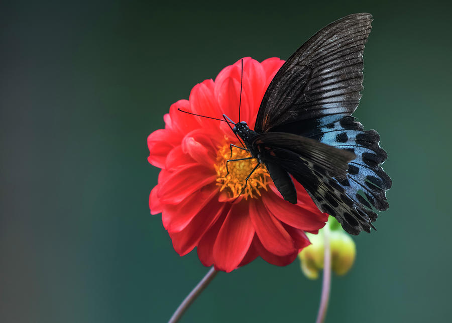Butterfly Photograph - Dahlia and blue mormon butterfly by Vishwanath Bhat
