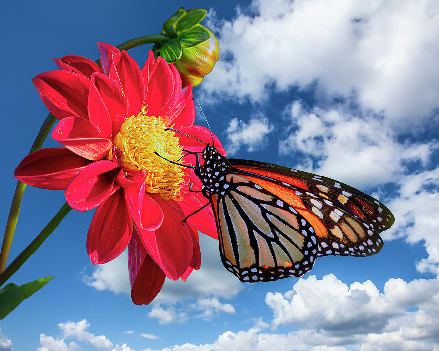 Dahlia And Butterfly On Cloudy Blue Sky Art Photo Photograph