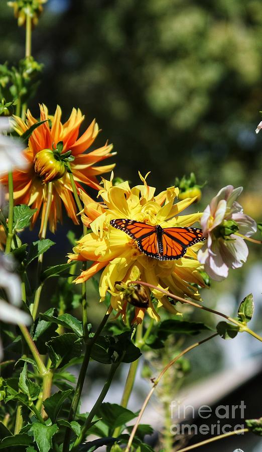 Dahlia And The Monarch Photograph By Ladonna Mccray Pixels