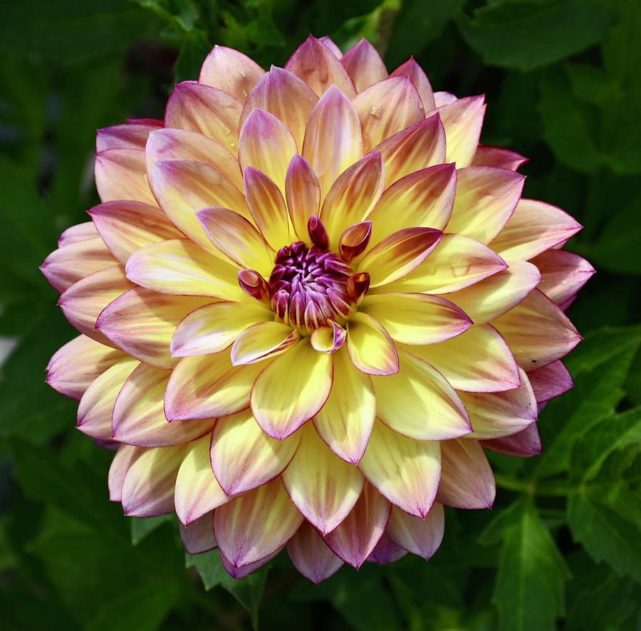 Dahlia Photograph by Betty Arnold | Fine Art America