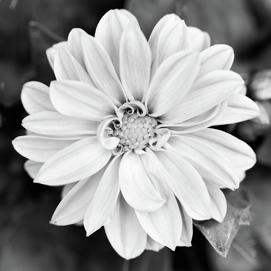 Dahlia Black And White Square Photograph by Tanya C Smith