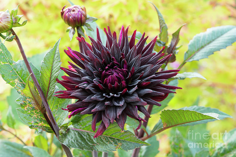 Dahlia Black Jack Flower Photograph by Tim Gainey