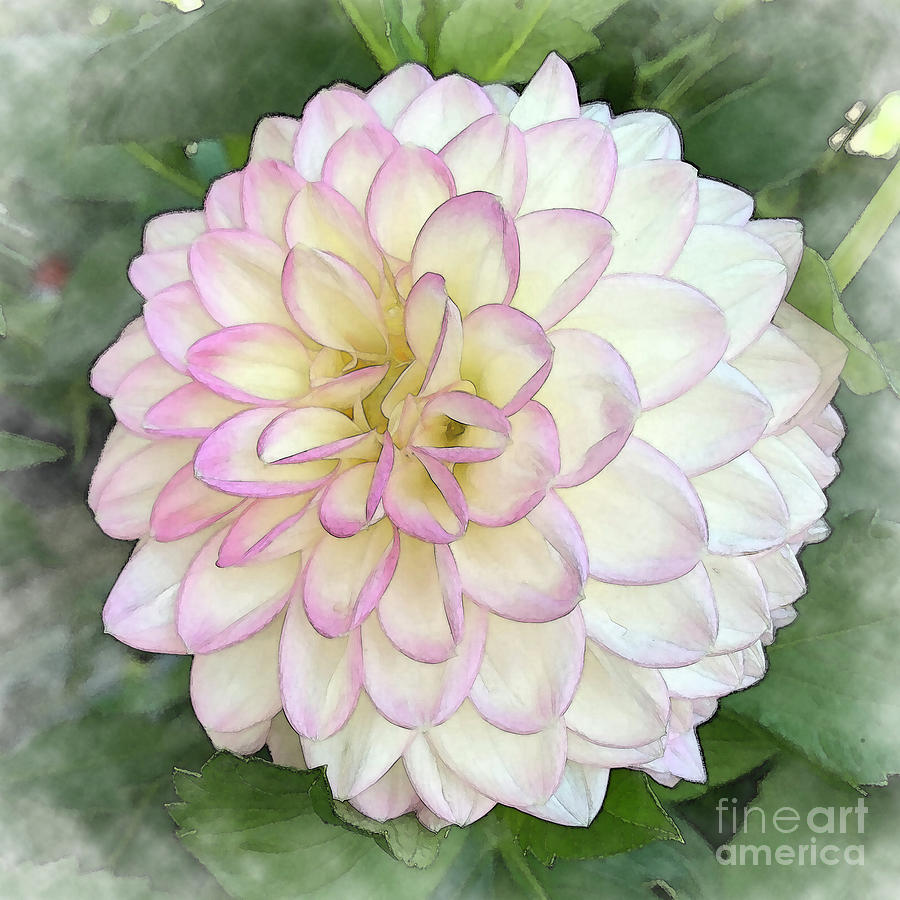 Dahlia Bloom Of Pink, Yellow And White  Digital Art by Kirt Tisdale