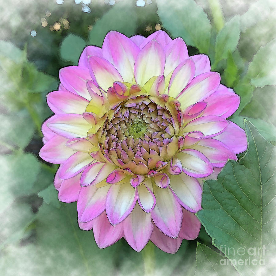Dahlia Bloom Of Soft Bright Pink, Yellow And White  Digital Art by Kirt Tisdale