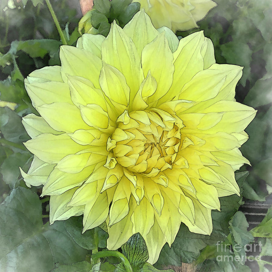 Dahlia Bloom Of Soft Yellow Digital Art by Kirt Tisdale