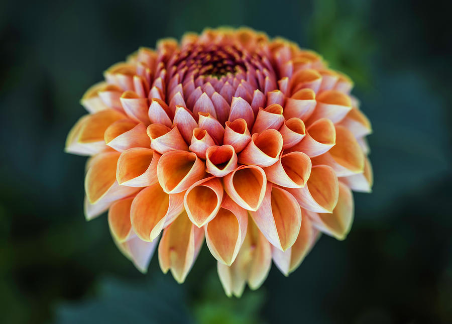 Dahlia Bright Photograph by Laura Roberts