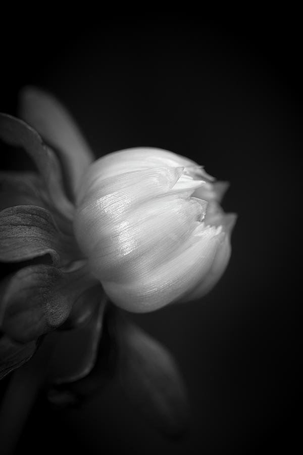 Dahlia Bud Silhouette - BW Photograph by AS MemoriesLiveOn | Pixels