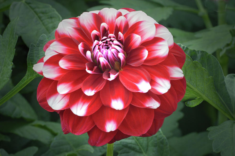 Dahlia Checkers Photograph by Terence Davis