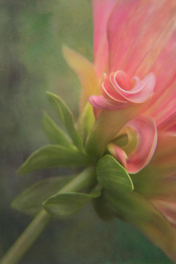 Flower Photograph - Dahlia Curls by Donna Eaton