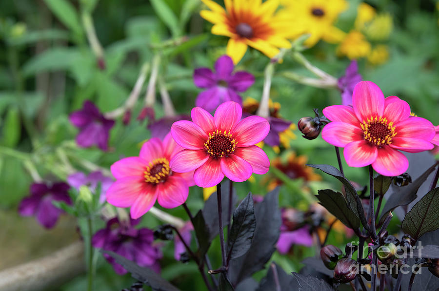 Dahlia Dahlegria Tricolore Flowers in an English Garden Photograph by