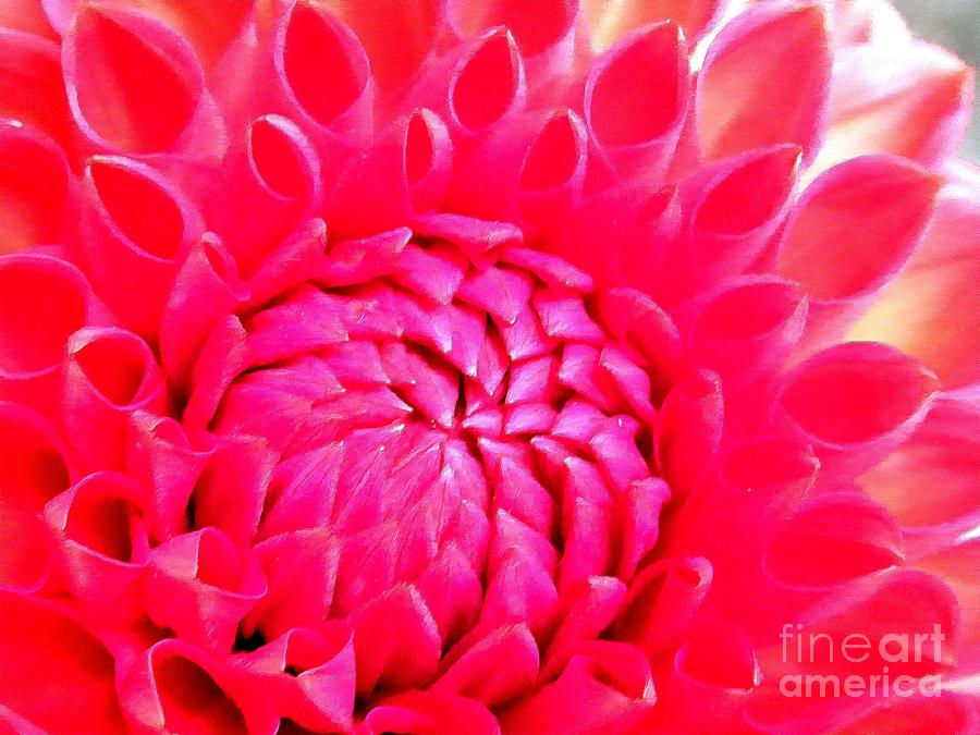 Dahlia Dance in Red Photograph by Sea Change Vibes