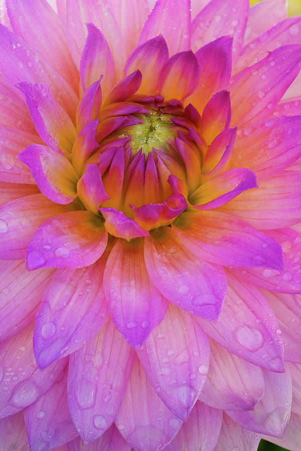 Dahlia Dancing Photograph by John Pedersen - Fine Art America