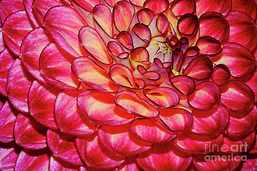 Dahlia Delight by Kaye Menner Photograph by Kaye Menner