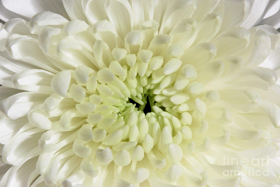 Up Movie Photograph - Dahlia Delight by Wendy Wilton