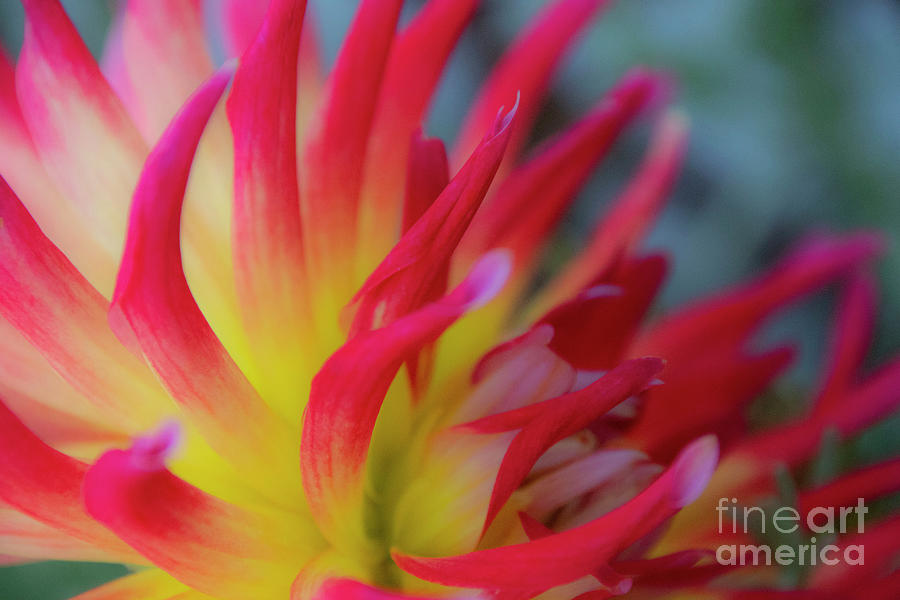 Dahlia Photograph By Denise Johnson Fine Art America