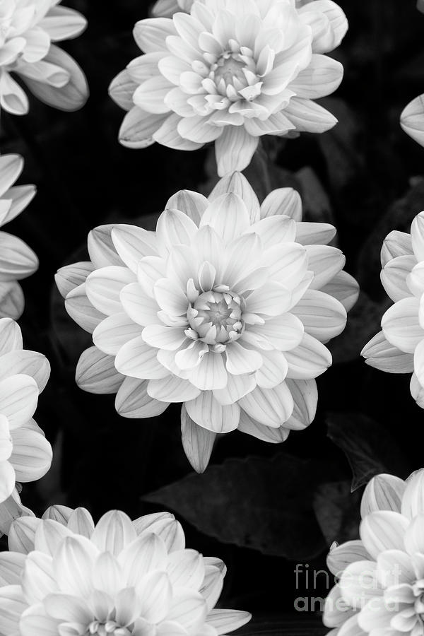 Dahlia Dianas Memory Flowers Monochrome Photograph by Tim Gainey