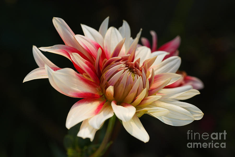 Dahlia Drama In Red and Soft Lemon Photograph by Joy Watson