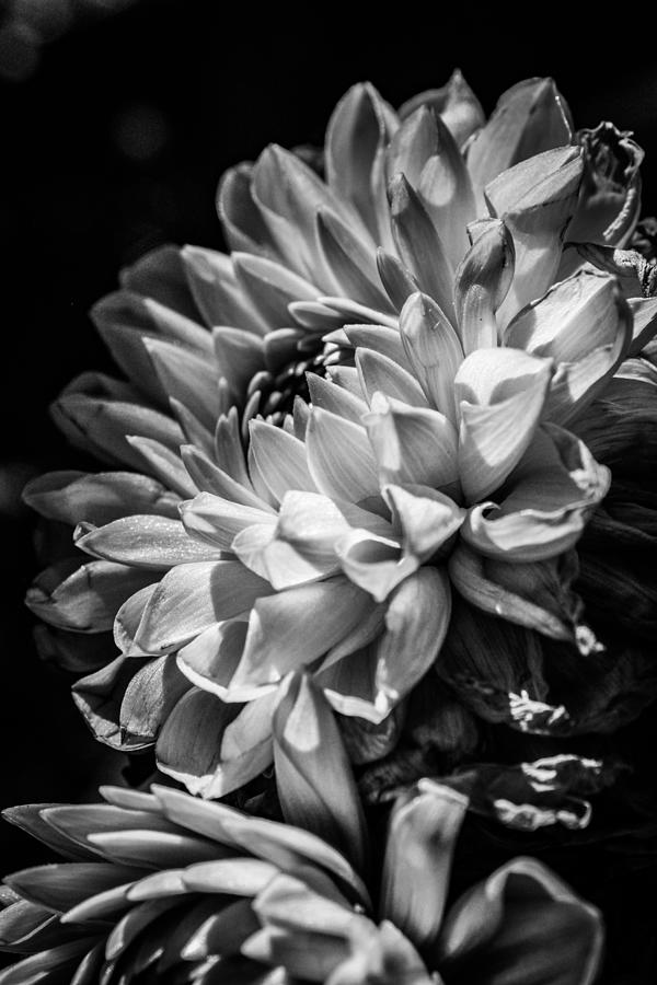 Dahlia, Dramatic Monochrome  Photograph by Windy Craig