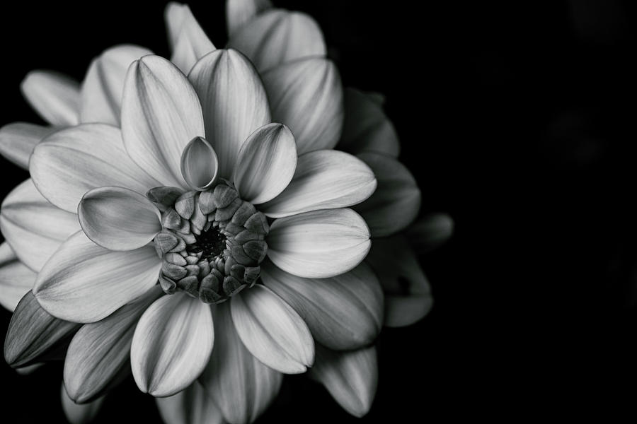 Dahlia Dream - in black and white Photograph by Ada Weyland