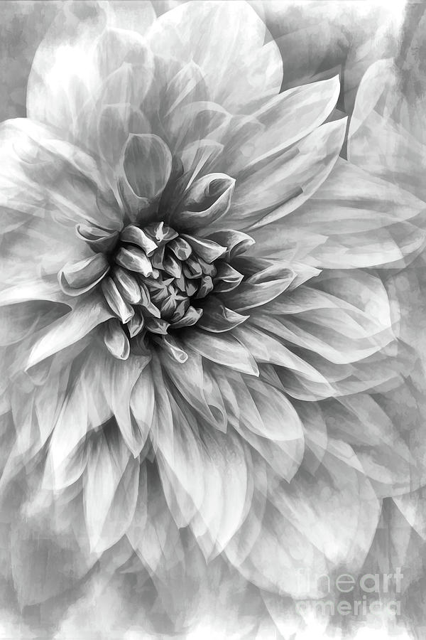 Dahlia Dream Vertical Black And White Digital Art by Sharon McConnell