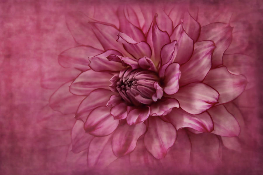 Dahlia Dreaming Photograph by Sally Bauer