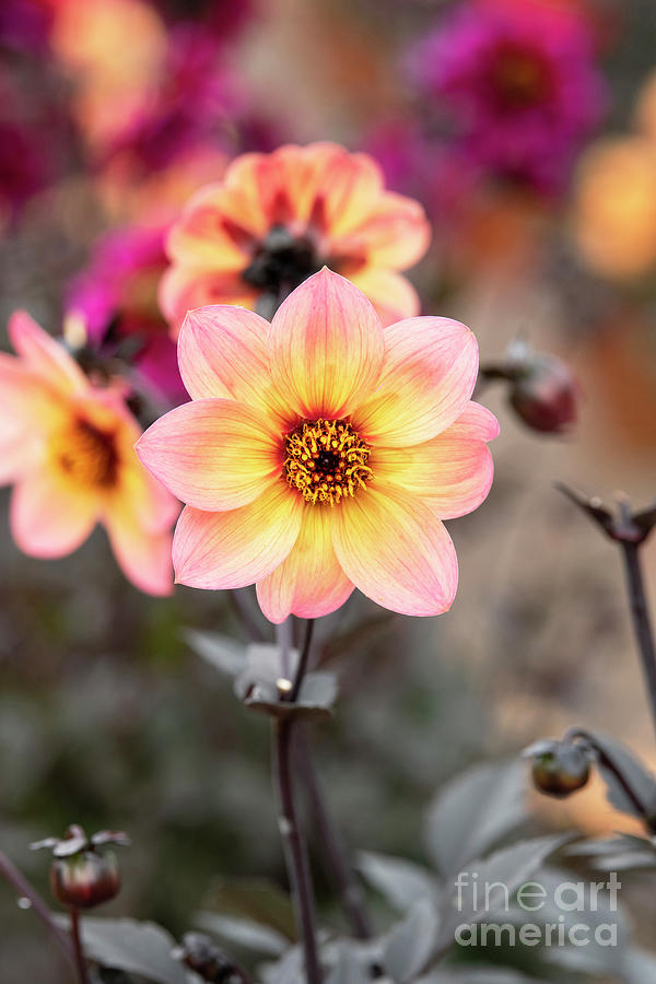 Dahlia Dreamy Fantasy Flower in Summer  Photograph by Tim Gainey