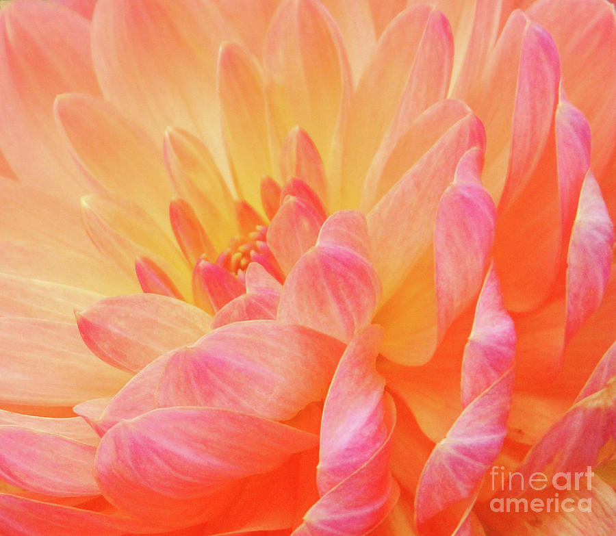 Dahlia - Floral Close Up Photograph by Rehna George