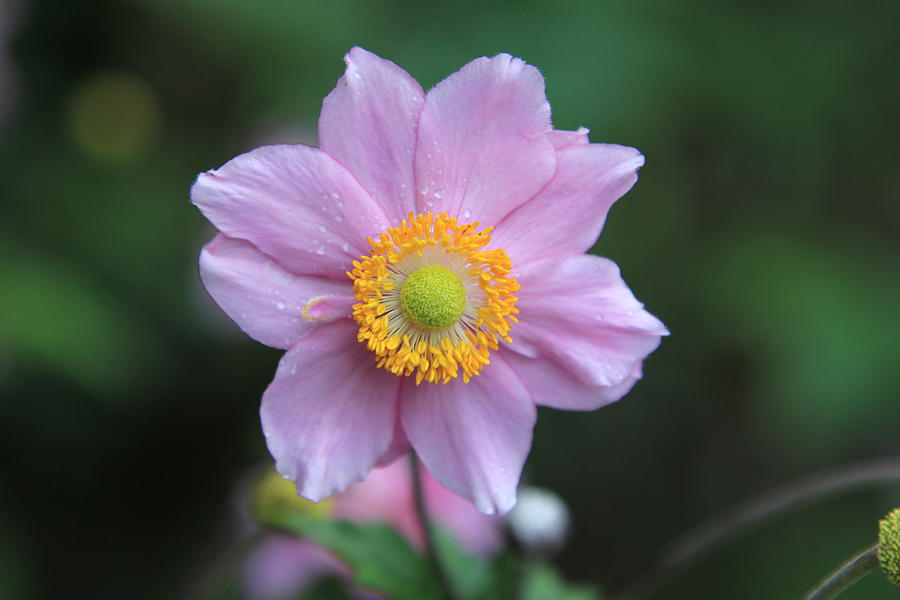 Dahlia Flower Photograph by Bm2814