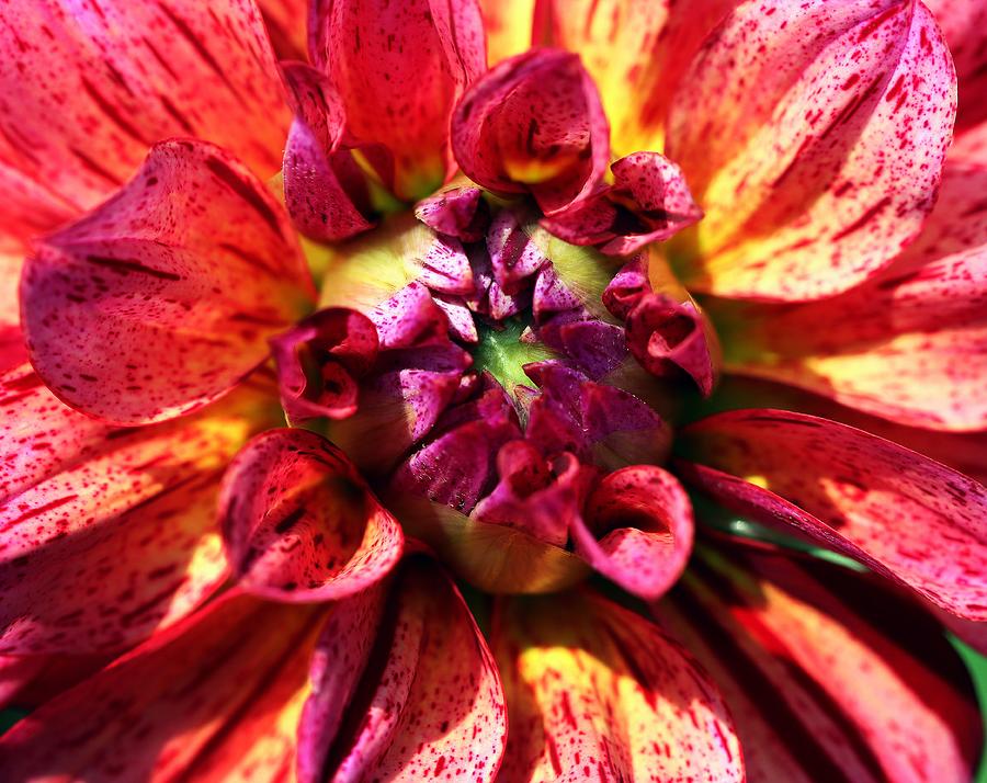 Dahlia Flower In Bloom Photograph
