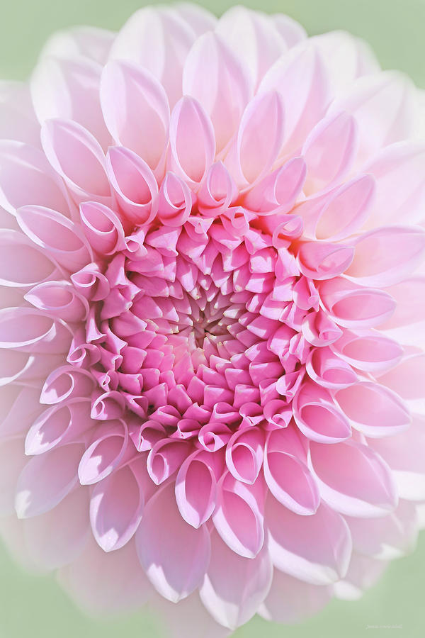 Flowers Still Life Photograph - Dahlia Flower in Pink  by Jennie Marie Schell