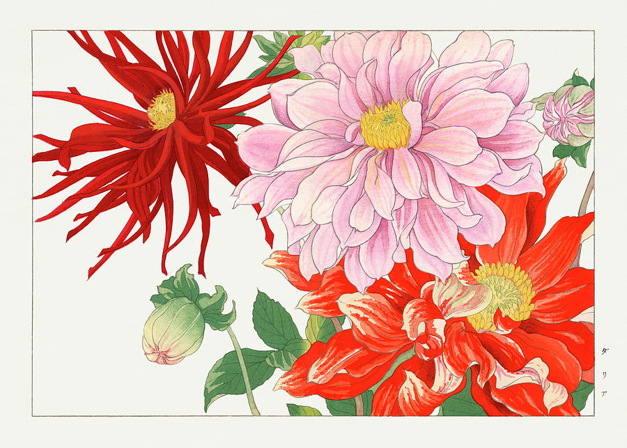 Dahlia Flower - Ukiyo e art - Vintage Japanese woodblock art - Seiyo ...