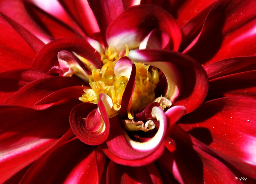 Dahlia Flower Photograph by Vallee Johnson