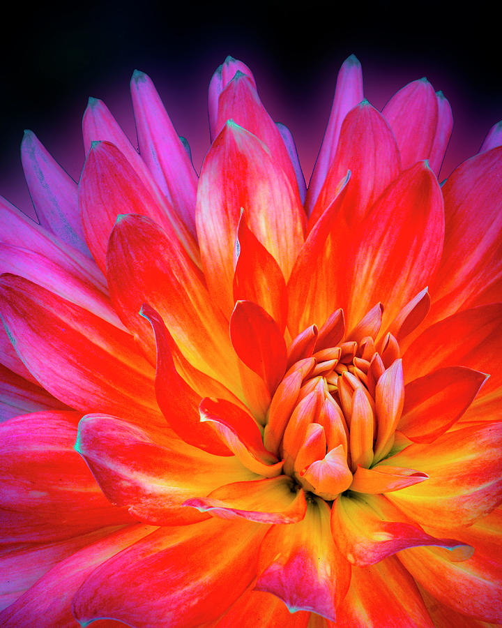 Dahlia Glow Photograph by Carl H Payne | Fine Art America