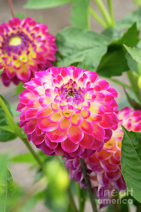 Dahlia Hapet Daydream Photograph by Tim Gainey